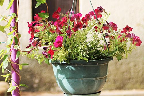 petunia perfect hanging basket plant