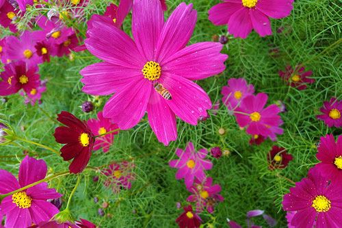 pink-flower-garden---summer-gardening-iq---kaw-valley.jpg