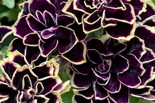 top-3-new-annuals_midnight-gold-petunias.jpg