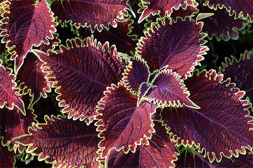 top-3-new-annuals_sun-coleus.jpg