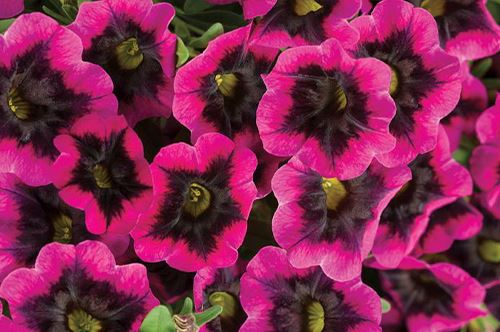 top-3-new-annuals_superbells-blackcurrant-punch-new.jpg