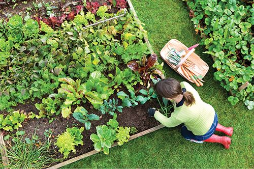 gardening-for-better-health_workingingarden.jpg