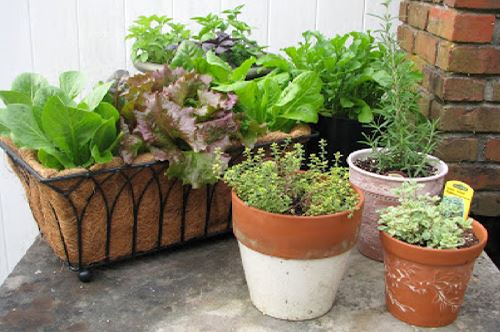gardening-for-better-health_containerveg.jpg