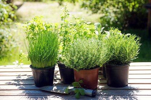 growing-herbs-various-herbs-in-pots.jpg