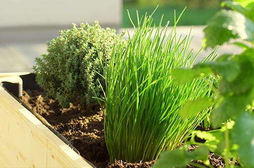 growing-herbs-thyme-chives.jpg