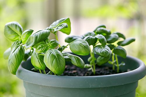 growing-herbs-basil.jpg