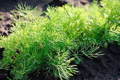 growing-herbs-dill.jpg