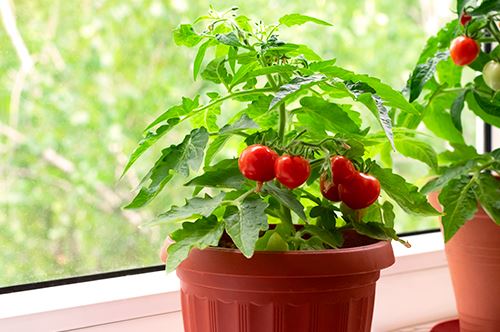 plant-tomatoes-for-summer-meals-small-plant-in-window.jpg