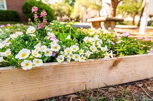 raised-bed-gardening-raised-bed-with-white-flowers.jpg