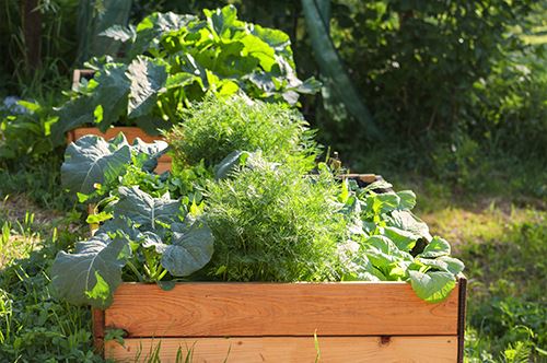 raised-bed-gardening-raised-vegetable-garden-bed.jpg