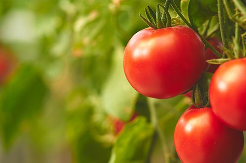 top-new-edibles-2020-tomato-plant-new-girl.jpg