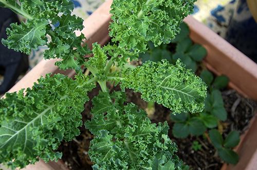 vegetable-gardening-kale-plant.jpg