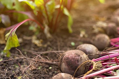 vegetable-gardening-beets-harvested.jpg