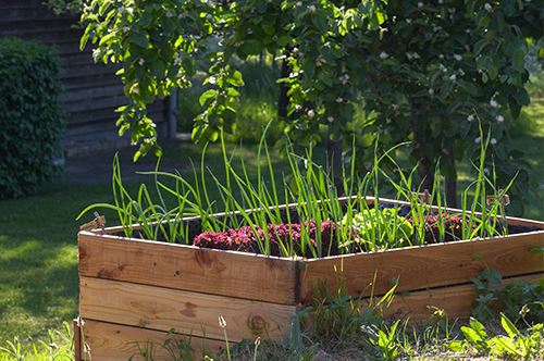 raised-bed-gardening-tall-raised-bed-in-backyard.jpg