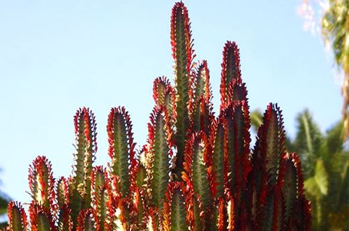 tropical-paradise-kaw-valley-african-milk-tree.jpg