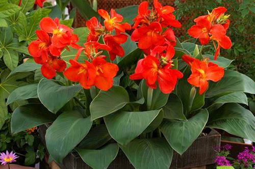 tropical-paradise-kaw-valley-canna-lily.jpg