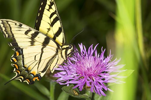 butterfly-garden-bergamot-kaw-valley.jpg