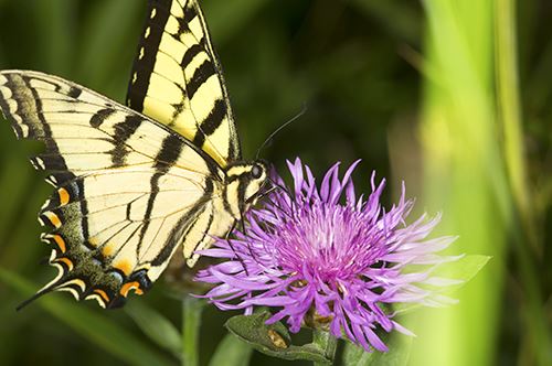 butterfly-garden-bergamot-kaw-valley.jpg