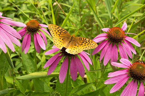 butterfly-garden-coneflower-kaw-valley.jpg