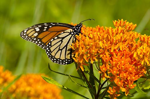 butterfly-garden-milkweed-monarch-kaw-valley.jpg