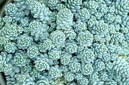 kaw-valley-ground-cover-annuals-stonecrop-sedum.jpg