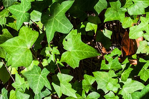 kaw-valley-ground-cover-annuals-english-ivy.jpg