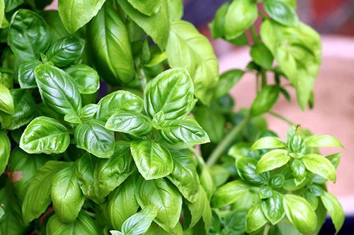 kaw-valley-mosquito-repellent-plants-basil.jpg