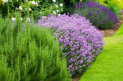 kaw-valley-mosquito-repellent-plants-lavender.jpg