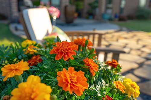kaw-valley-mosquito-repellent-plants-marigolds-patio.jpg