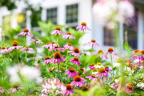 kaw-valley-strategic-deer-resistant-planting-coneflower.jpg