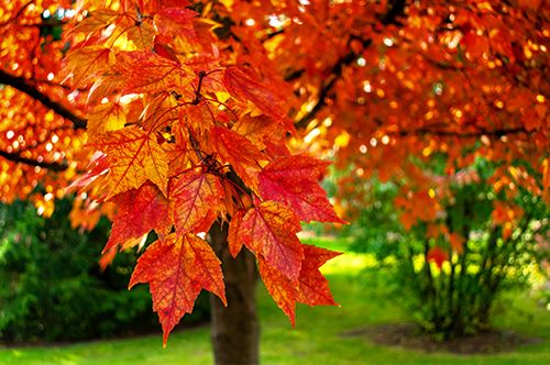 kaw-valley-strategic-deer-resistant-planting-maple-tree.jpg