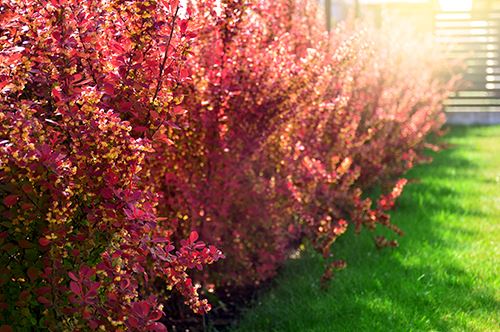 kaw-valley-strategic-deer-resistant-planting-barberry-shrub.jpg