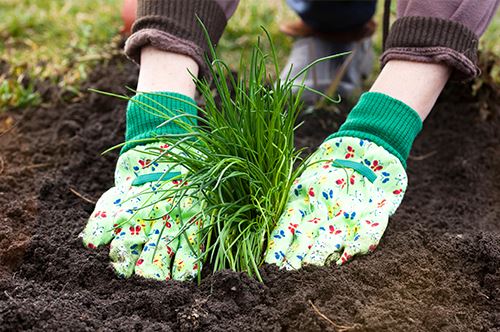 kaw-valley-growing-herbs-chives.jpg