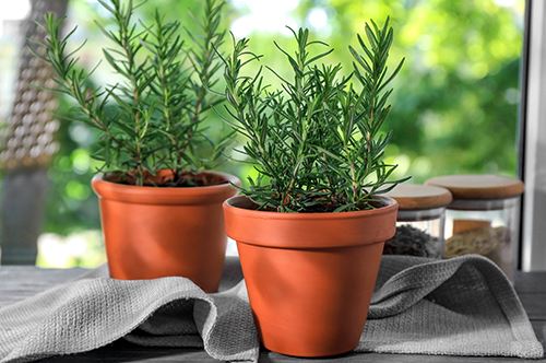 kaw-valley-growing-herbs-rosemary.jpg