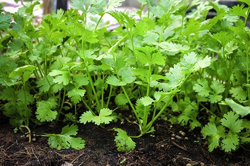kaw-valley-growing-herbs-cilantro.jpg
