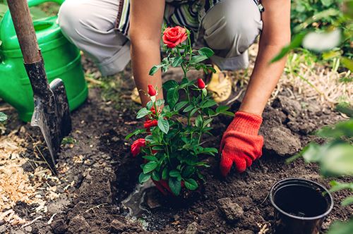 kaw-valley-transplanting-plants-essentials-planting-roses.jpg