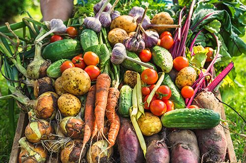 kaw-valley-harvesting-edibles-veggies-many-vegetables-hero.jpg