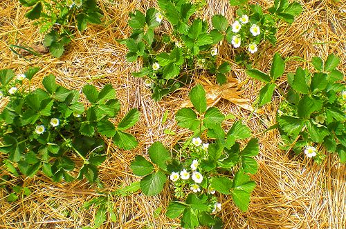 kaw-valley-mulch-straw-hay-mulch-strawberries.jpg