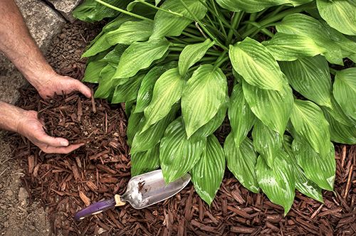 kaw-valley-mulch-application-hostas-wood-mulch.jpg