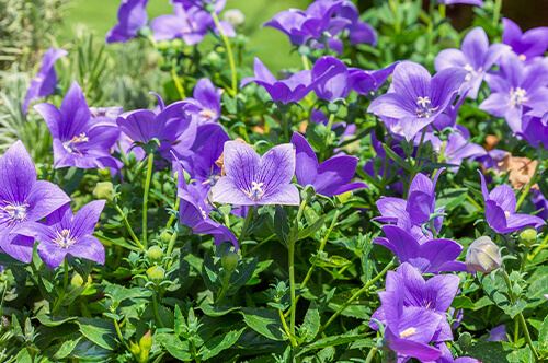 kaw-valley-pruning-guide-balloon-flowers-purple.jpg