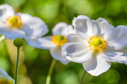 kaw-valley-pruning-guide-anemone-white.jpg
