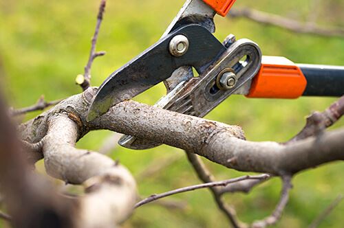 kaw-valley-pruning-guide-sheers-tree-branch.jpg