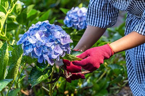 kaw-valley-pruning-guide-pruning-blue-hydrangeas.jpg