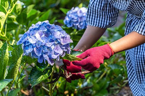 kaw-valley-pruning-guide-pruning-blue-hydrangeas.jpg