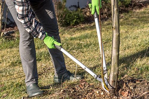 kaw-valley-pruning-guide-pruning-sucker.jpg