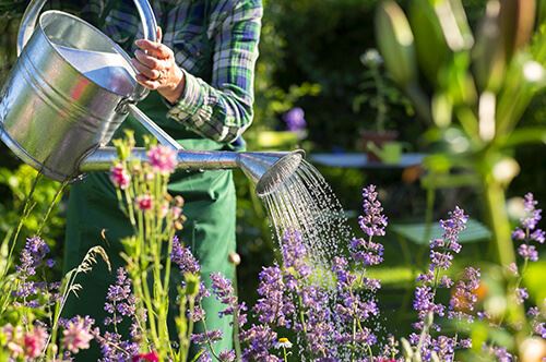kaw-valley-beginners-guide-starting-garden-watering-lavender.jpg