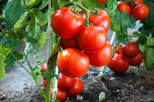 kaw valley easy to grow veggies plump tomatoes on vine.jpg