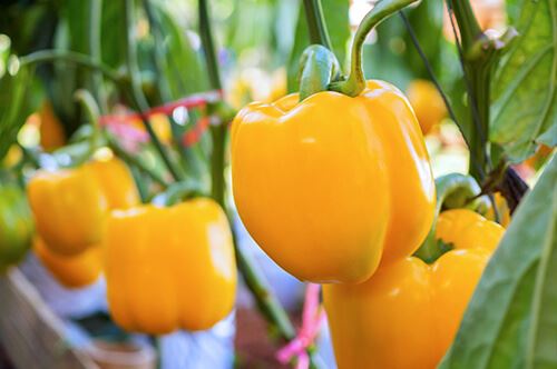kaw valley easy to grow veggies yellow bell pepper plant.jpg
