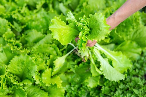 kaw valley easy to grow veggies person holding lettuce.jpg