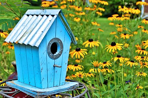 kaw valley best perennials birds blue birdhouse black eyed susans flowers.jpg